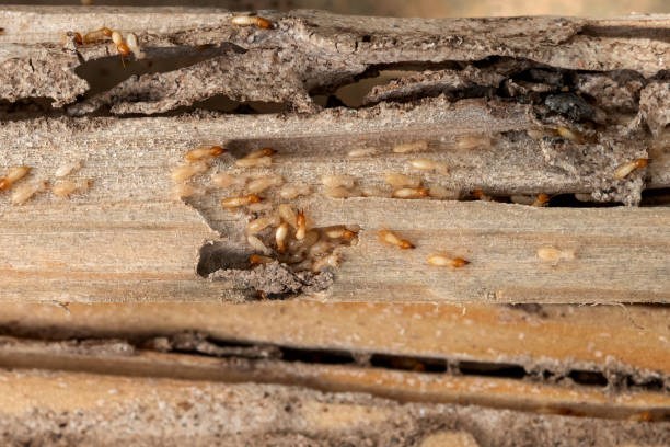 Singac, NJ Pest Control Company